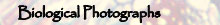 Biological Photographs