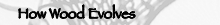 How Wood Evolves