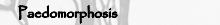 Paedomorphosis