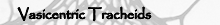Vasicentric Tracheids